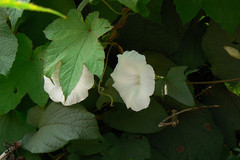 Operculina turpethum